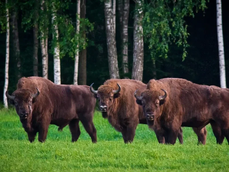 Este que é o principal Parque Natural de Belarus é o lar dos últimos bisões da Europa